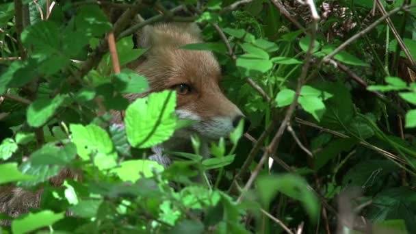 Raposa Vermelha Vulpes Vulpes Fêmea Adulta Floresta Entre Folhagem Normandia — Vídeo de Stock