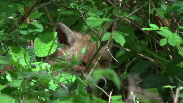 Red Fox Vulpes Vulpes Wanita Dewasa Hutan Diantara Dedaunan Normandia — Stok Video