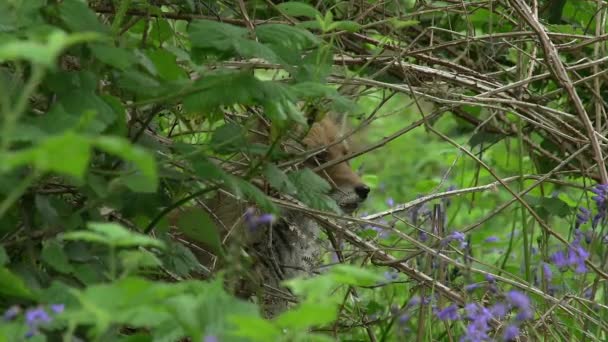 Red Fox Vulpes Vulpes Vuxen Kvinna Skogen Bland Lövverk Normandie — Stockvideo