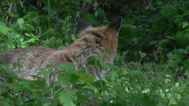 Red Fox Vulpes Vulpes Passeggiata Femminile Adulta Nella Foresta Tra — Video Stock