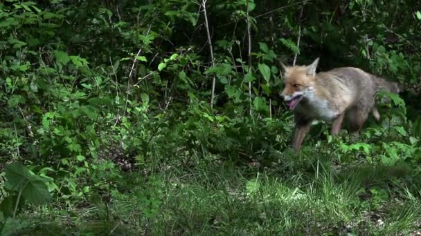 Red Fox Vulpes Vulpes Perempuan Dewasa Berlari Hutan Antara Dedaunan — Stok Video