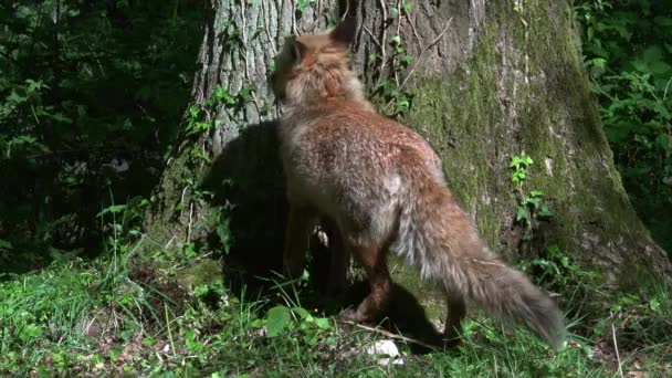 Red Fox Vulpes Vulpes Perempuan Dewasa Berjalan Hutan Antara Dedaunan — Stok Video