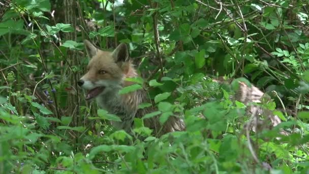 Red Fox Sępy Sępy Dorosła Samica Spacerująca Lesie Wśród Liści — Wideo stockowe