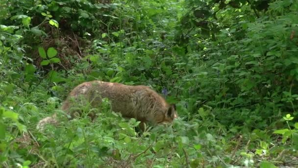 Kızıl Tilki Vulpes Vulpes Yetişkin Kadın Yeşilliklerin Arasında Ormanda Yürüyen — Stok video