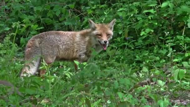 Raposa Vermelha Vulpes Vulpes Fêmea Adulta Caminhando Floresta Entre Folhagem — Vídeo de Stock