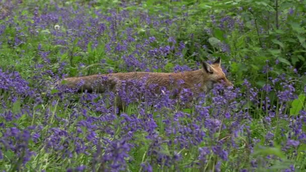 Red Fox Vulpes Vulpes Adult Female Walking Running Flowers Forest — Stock Video