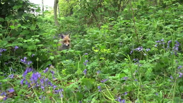 Red Fox Vulpes Vulpes Adult Female Walking Running Flowers Forest — Stok Video