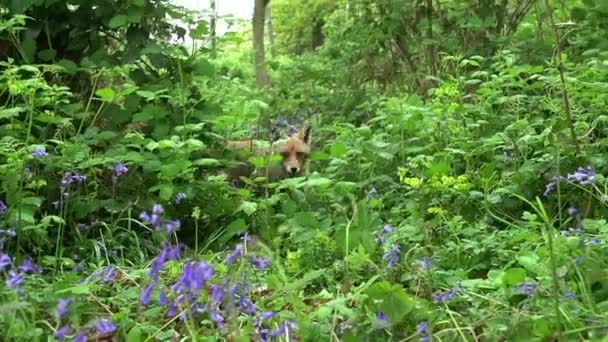 Red Fox Vulpes Vulpes Felnőtt Séta Futás Között Virágok Erdőben — Stock videók
