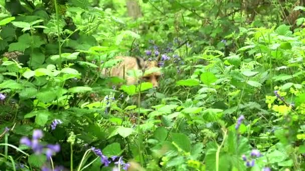 Red Fox Vulpes Vulpes Adult Female Walking Running Flowers Forest — Stok Video