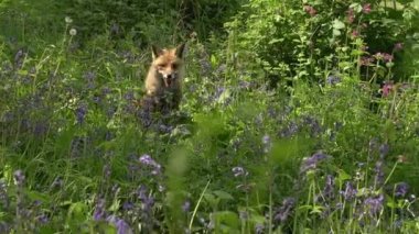 Kızıl Tilki, Vulpes vulpes, Yetişkin Kadın Ormanda Yürüyor ve Koşuyor, Fransa 'da Normandiya, Gerçek Zamanda