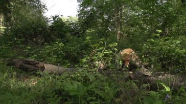 Kızıl Tilki, Vulpes vulpes, Yetişkin dişi yeşilliklerin arasında atlayan Fransa 'da Normandiya, Yavaş Hareket