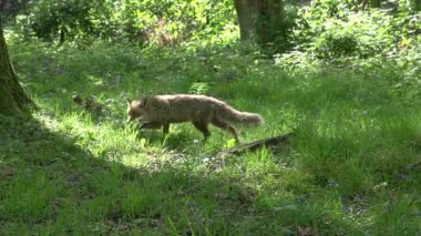 Kızıl Tilki, Vulpes vulpes, Yetişkin Çifti yeşilliklerin arasında ormanda yürüyen, Fransa 'da Normandiya, Gerçek Zamanda