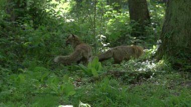 Kızıl Tilki, Vulpes vulpes, Ormanda yürüyen bir çift yetişkin, Fransa 'da Normandiya, Gerçek Zamanda