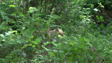 Kızıl Tilki, Vulpes vulpes, Ormanda Yürüyen Yetişkin, Fransa 'da Normandiya, Gerçek Zaman