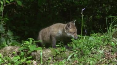 Red Fox, vulpes vulpes, Cub in the Forest, Normandy in France, Real Time