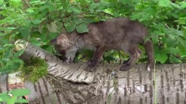 Kızıl Tilki, Vulpes vulpes, Ormandaki Ağaç Gövdesinde Yemek Yiyen Yavru, Fransa 'daki Normandiya, Gerçek Zamanda
