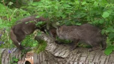 Kızıl Tilki, Vulpes vulpes, Ormandaki Ağaç Gövdesinde Oynayan Yavru, Fransa 'da Normandiya, Gerçek Zamanda