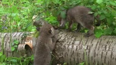 Kızıl Tilki, Vulpes vulpes, Ormandaki Ağaç Gövdesinde Oynayan Yavru, Fransa 'da Normandiya, Gerçek Zamanda