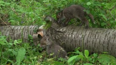 Kızıl Tilki, Vulpes vulpes, Ormandaki Ağaç Gövdesinde Oynayan Yavru, Fransa 'da Normandiya, Gerçek Zamanda