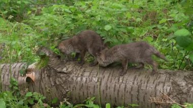 Kızıl Tilki, Vulpes vulpes, Ormandaki Ağaç Gövdesinde Oynayan Yavru, Fransa 'da Normandiya, Gerçek Zamanda