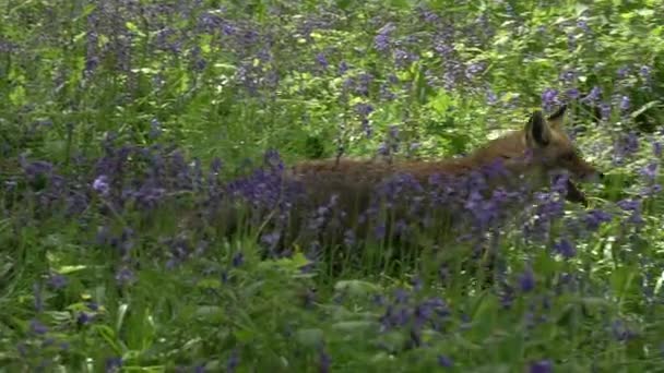 レッドフォックス 大人の女性森の中の花の中を歩くと実行している フランスのノルマンディー リアルタイム — ストック動画
