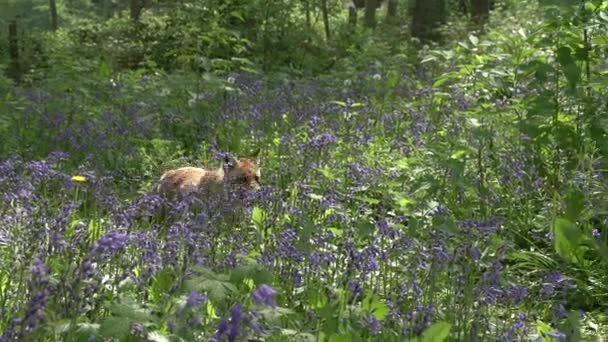 Red Fox Vulpes Vulpes Adult Female Walking Running Flowers Forest — Stock Video