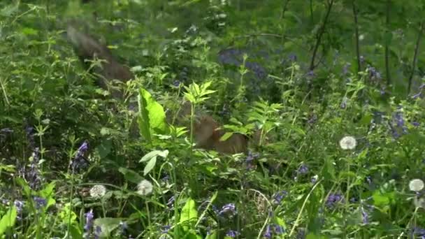 成年女性在森林中散步和奔跑 法国诺曼底 — 图库视频影像