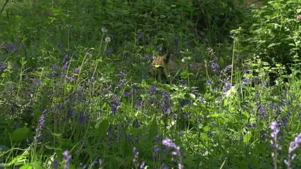 レッドフォックス 大人の女性森の中の花の中を歩くと実行している フランスのノルマンディー リアルタイム — ストック動画