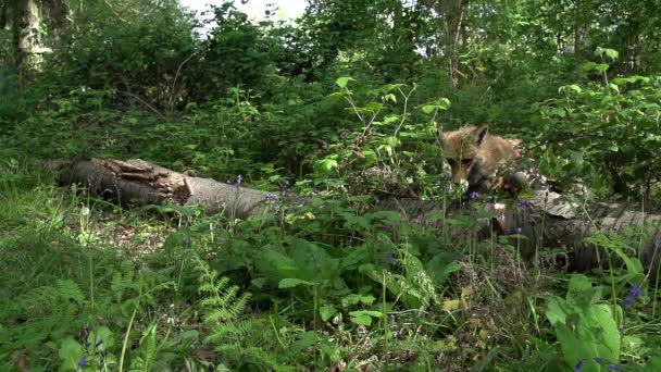 Red Fox Vulpes Vulpes Perempuan Dewasa Melompat Lompat Hutan Antara — Stok Video