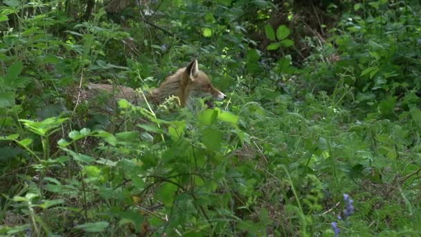 Red Fox Vulpes Vulpes Adult Гуляючи Лісі Нормандія Франції Real — стокове відео