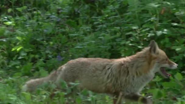 Red Fox Vulpes Vulpes Dospělí Procházky Lesem Normandie Francii Real — Stock video