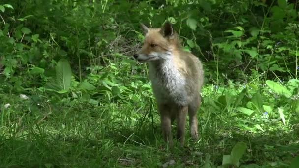 Red Fox Vulpes Vulpes Adult Walking Forest Normandy France Real — Stock Video