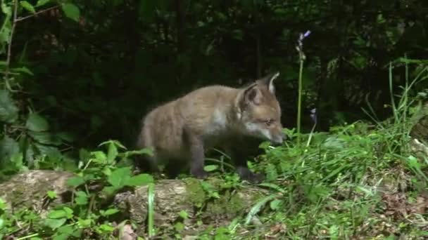 Red Fox Vulpes Vulpes Cub Playing Forest Normandy France Real — Stock Video