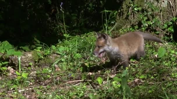Red Fox Vulpes Vulpes Cub Spelen Het Bos Normandië Frankrijk — Stockvideo