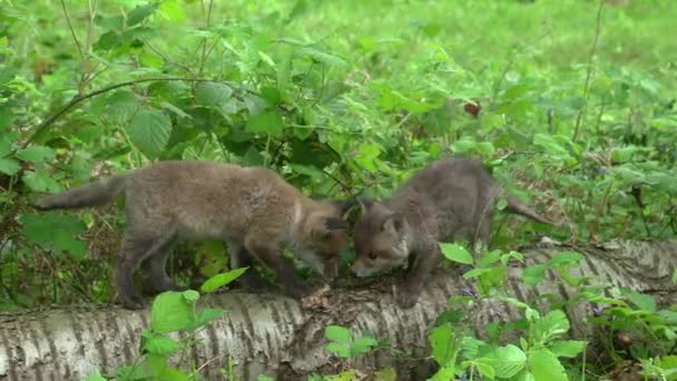 Red Fox Vulpes Vulpes Cub Tocando Tronco Árvore Floresta Normandia — Vídeo de Stock