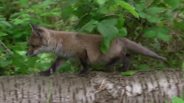 Volpe Rossa Avvoltoi Cub Walking Tree Trunk Forest Normandia Francia — Video Stock