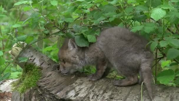Red Fox Sępy Sępy Cub Jedzenie Pniu Drzewa Lesie Normandia — Wideo stockowe