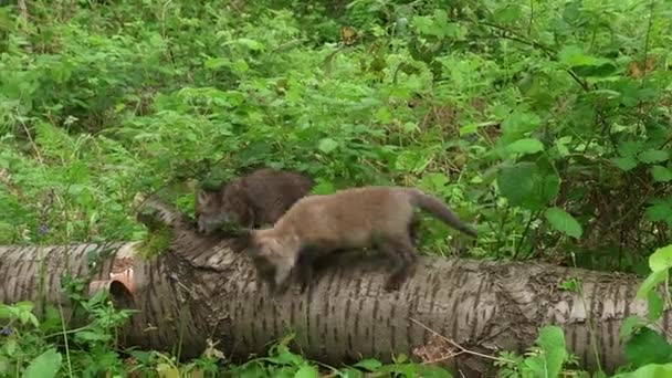 Red Fox Vulpes Vulpes Cub Playing Tree Trunk Forest Normandia — Video Stock