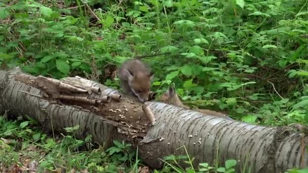 Red Fox Vulpes Vulpes Cub Playing Tree Trunk Forest Normandia — Wideo stockowe