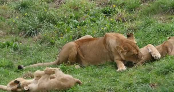 African Lion Panthera Leo Female Playing Cub Real Time — Stock Video