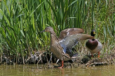 Mallard, anas platyrhynchos, Pond, Normandiya