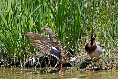 Mallard, anas platyrhynchos, Pond, Normandiya