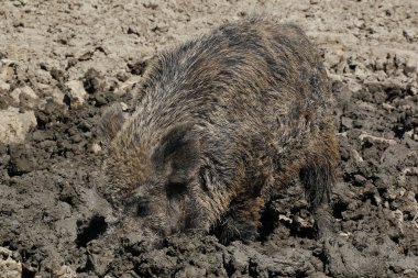 Yaban domuzu, sus scrofa, Yetişkin Çamurda Yiyecek Arıyor, Normandiya