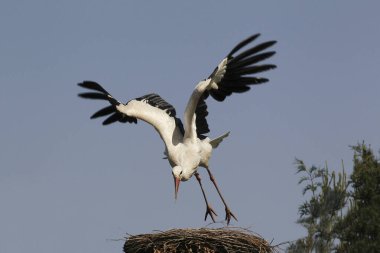 Beyaz Leylek, ağustos böceği, Yetişkin Uçuşu, Fransa 'da Alsace