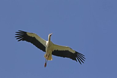 Beyaz Leylek, ağustos böceği, Yetişkin Uçuşu, Fransa 'da Alsace