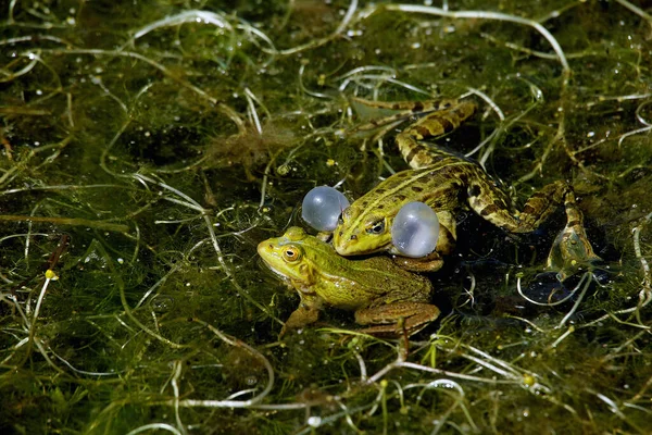 먹음직 스러운 개구리 라나에 부풀어 오르는 성대를 남자부르는 노르망디의 — 스톡 사진