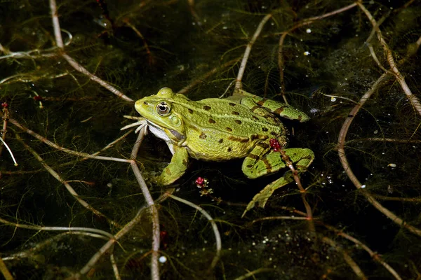 Sapo Comestível Rana Esculenta Masculino Lagoa Normandia — Fotografia de Stock