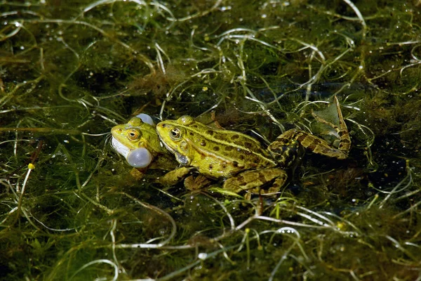 Jedlá Žába Rana Esculenta Psi Volající Nafouklými Vokálními Vaky Rybník — Stock fotografie