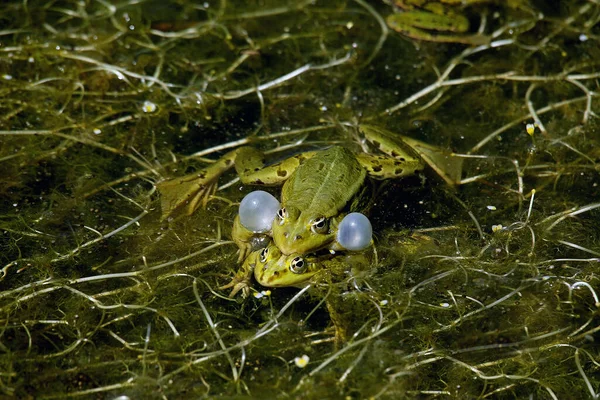 stock image Edible Frog, rana esculenta, Male calling with inflated vocal sacs, Pond in Normandy