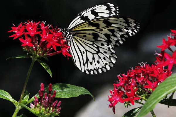 Papier Cerf Volant Papillon Idée Leucone Collecte Nectar Fleur Normandie — Photo